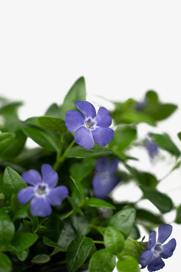 Vinca Minor Bowles Periwinkle - Image 3