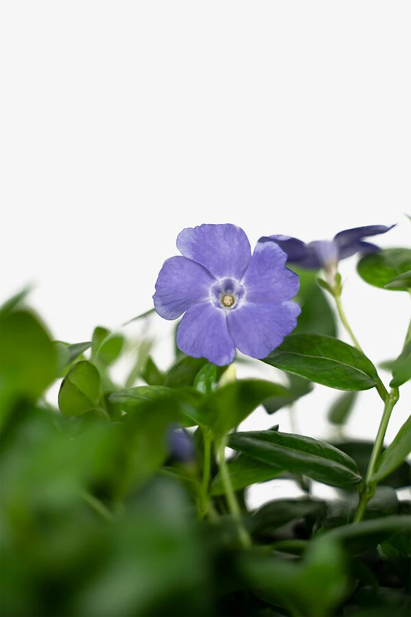 Vinca Minor Bowles Periwinkle - Image 5