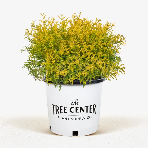 Vintage Gold Cypress - Image 4