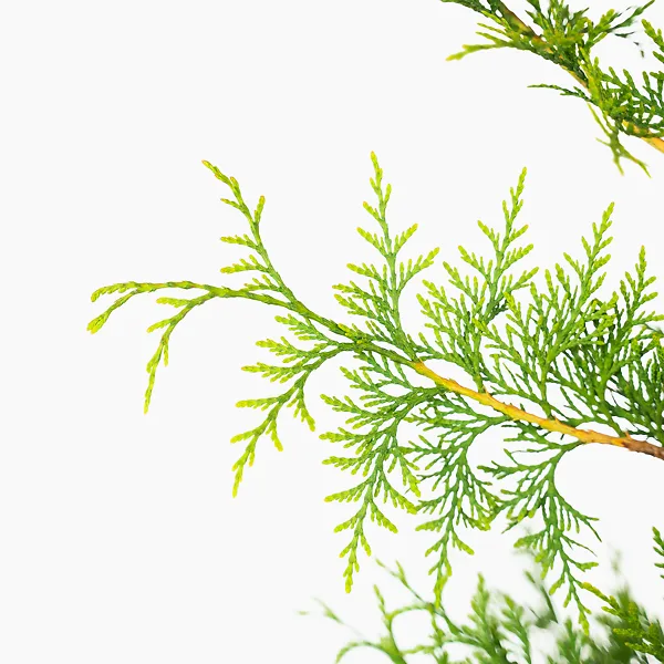 Virginian™ Arborvitae - Image 5
