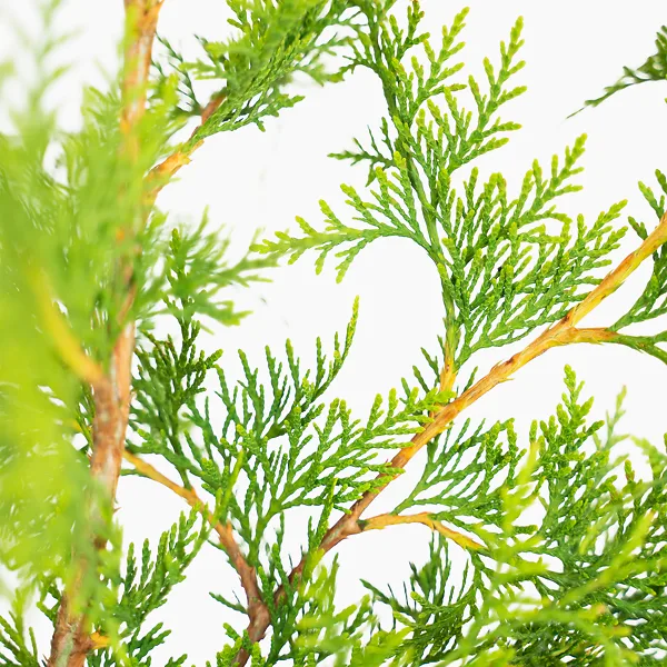 Virginian™ Arborvitae - Image 4