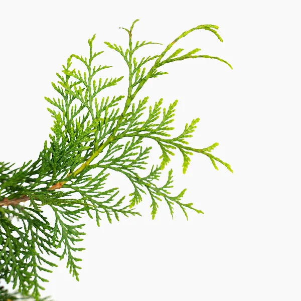 Virginian™ Arborvitae - Image 3