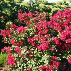 Watermelon Red Crape Myrtle