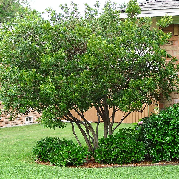 Wax Myrtle - Image 2