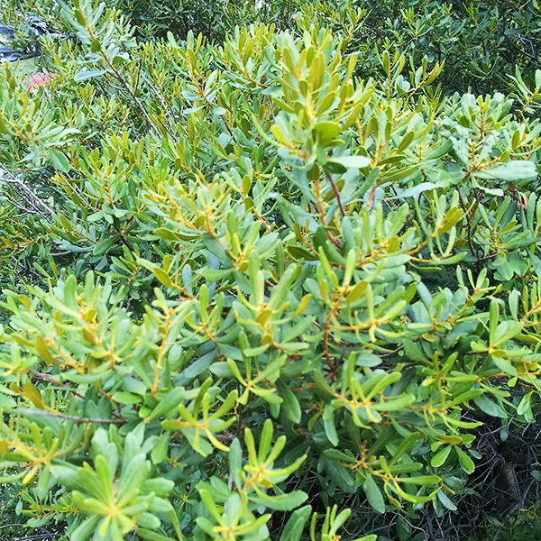 Wax Myrtle - Image 3