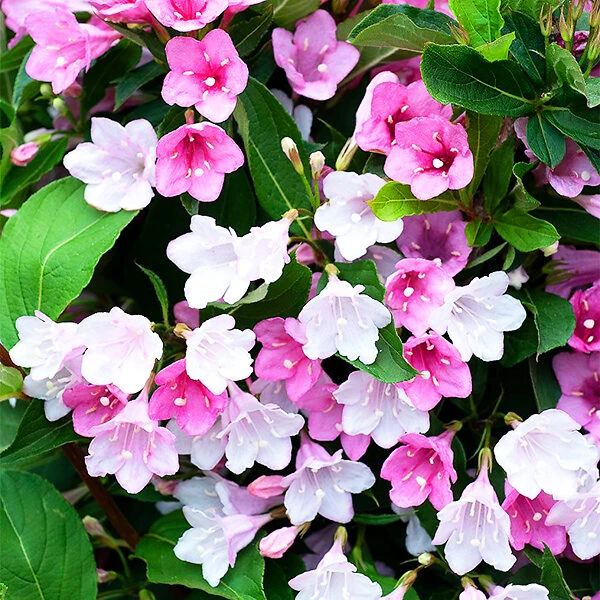 Apple Blossom Towers Of Flowers® Weigela - Image 3