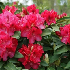 Wilgen's Beauty Rhododendron
