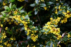 William Penn Barberry