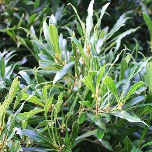 Willow Leaf Bay Laurel