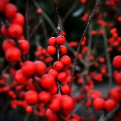 Winter Red Winterberry Holly