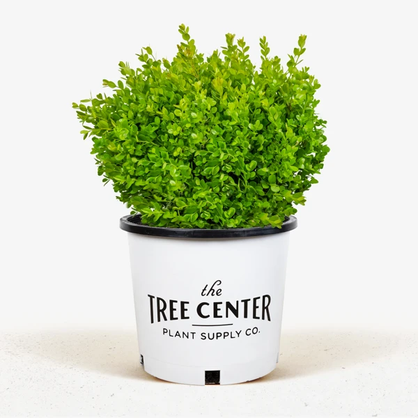 Wintergreen Boxwood - Image 2