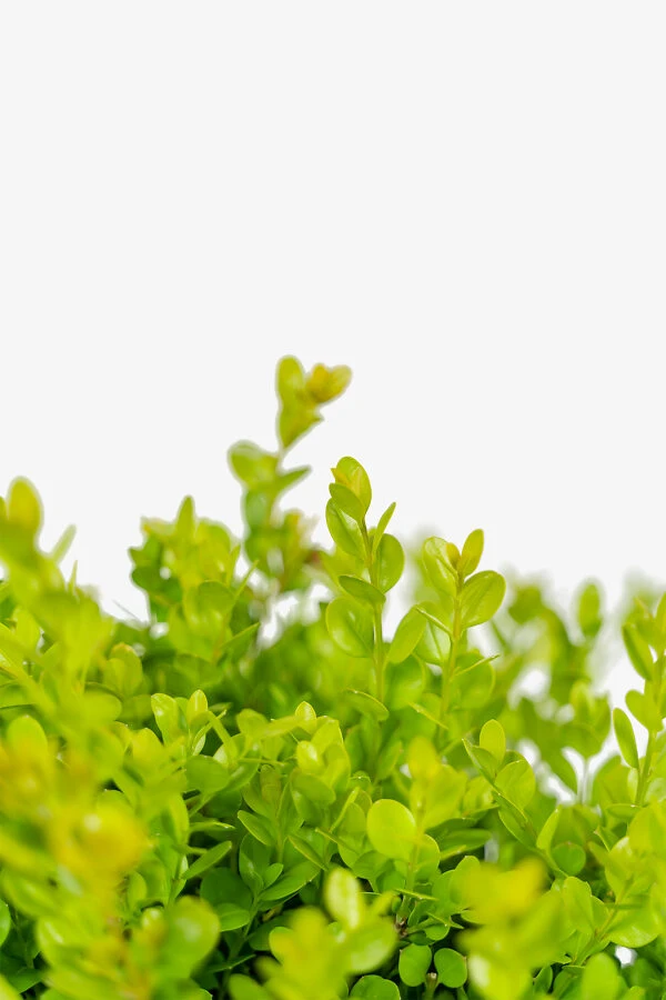 Wintergreen Boxwood - Image 4