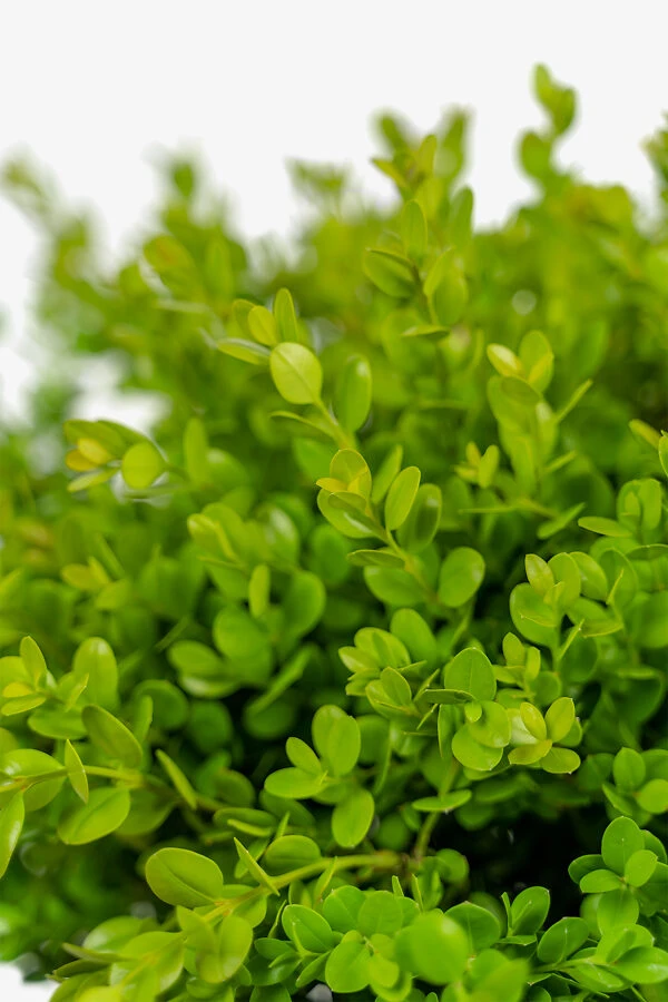 Wintergreen Boxwood - Image 5