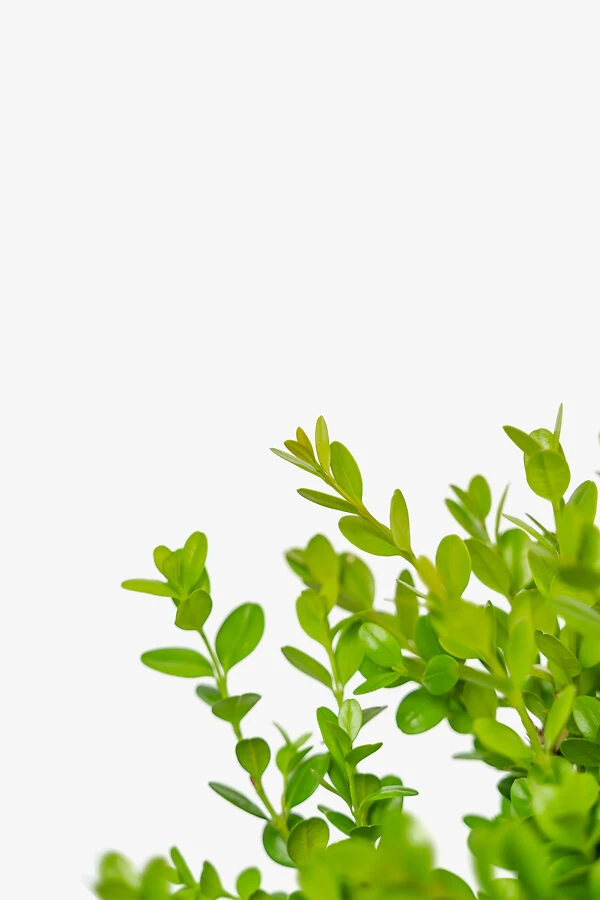 Wintergreen Boxwood - Image 3