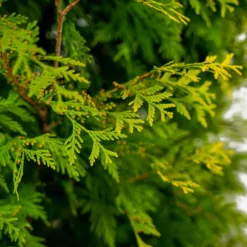 Yellow Ribbon Arborvitae