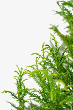 Yoshino Japanese Cryptomeria