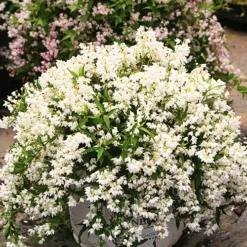 Yuki Snowflake® Deutzia