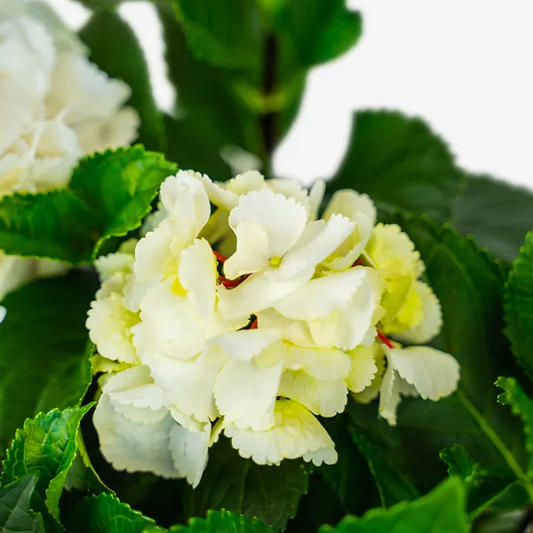 Zebra Hydrangea - Image 4