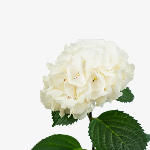 Zebra Hydrangea - Image 5