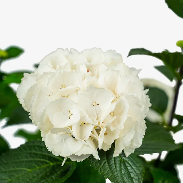 Zebra Hydrangea - Image 2