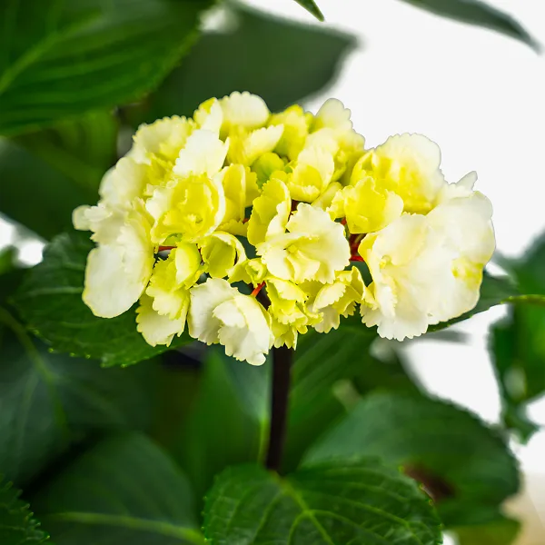 Zebra Hydrangea - Image 3