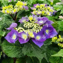 Zorro Hydrangea