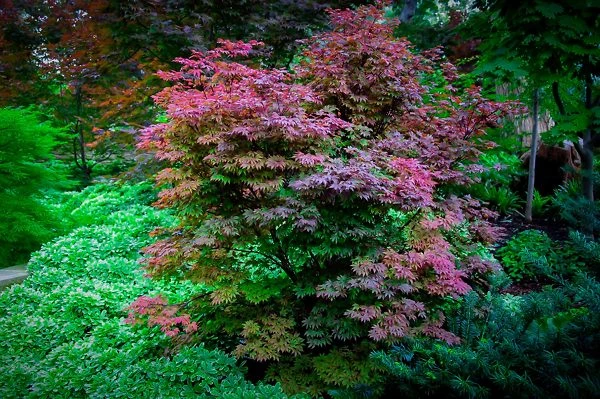 Adrian's Compact Japanese Maple - Image 2