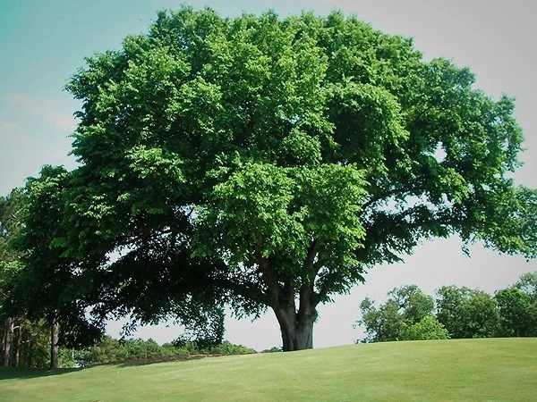 American Elm Tree