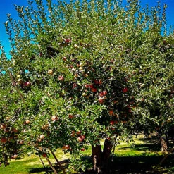 Stayman Apple Tree