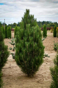 Arnold Sentinel Austrian Pine