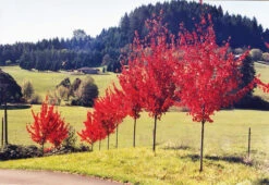 Autumn Radiance Red Maple