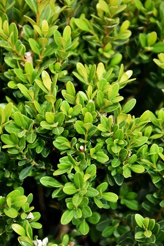 Baby Jade⢠Japanese Boxwood - Image 4