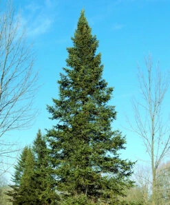 Balsam Fir