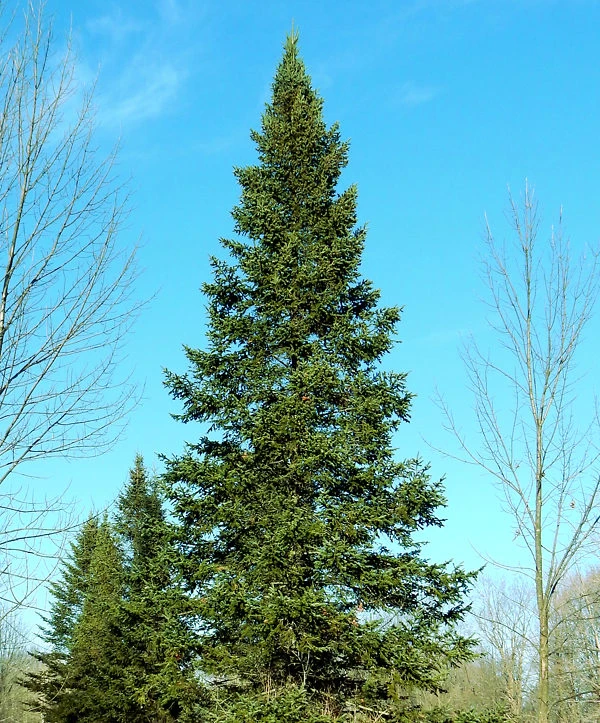 Balsam Fir