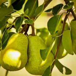 Bartlett Pear Tree