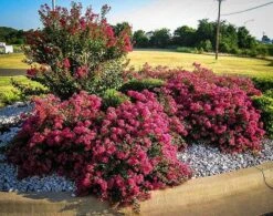 Berry Dazzle Crape Myrtle