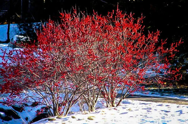 Berry Heavy Winterberry Holly
