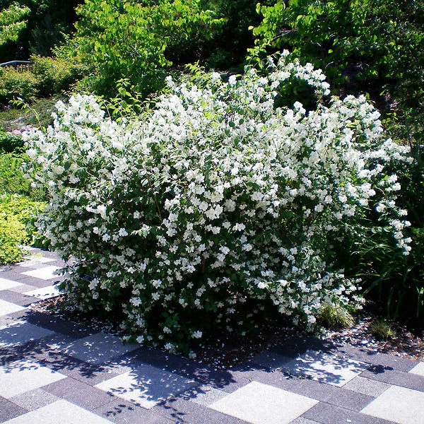 Blizzard Mock Orange - Image 2