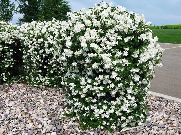 Blizzard Mock Orange - Image 3