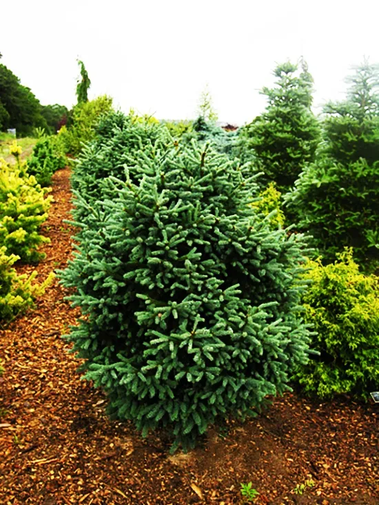 Blue Teardrop Spruce - Image 2