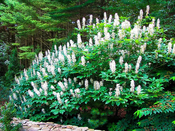 Bottlebrush Buckeye