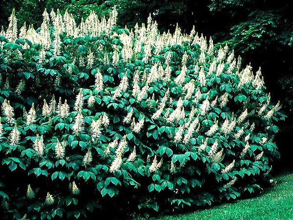 Bottlebrush Buckeye - Image 2