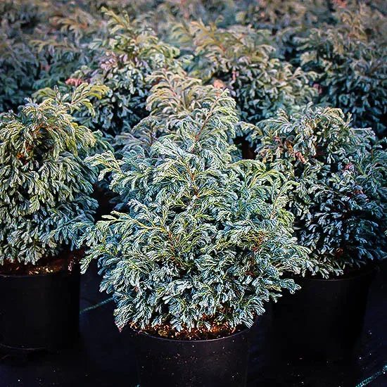 Boulevard Cypress - Image 3