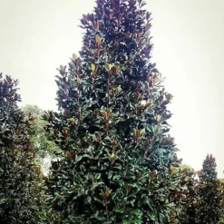 Brackens Brown Beauty Magnolia