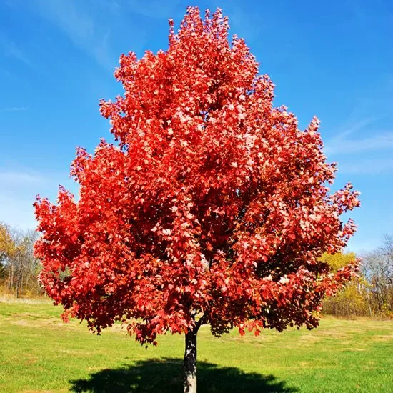 Brandywine Red Maple - Image 2