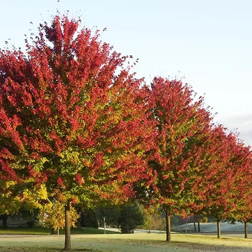 Brandywine Red Maple - Image 4