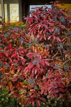 Brandywine™ Viburnum