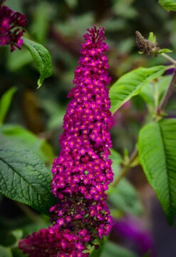Cranrazz Butterfly Bush
