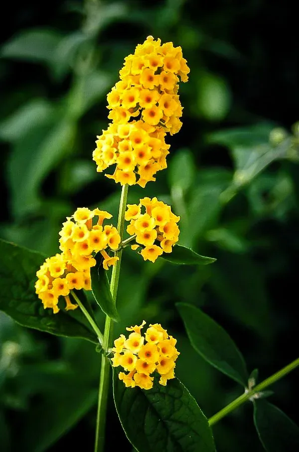 Honeycomb Butterfly Bush - Image 2