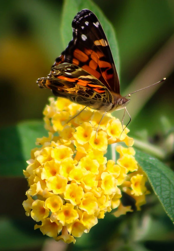 Honeycomb Butterfly Bush